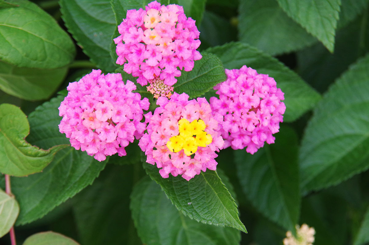 暑さに強い夏の花！30選と花言葉の画像12