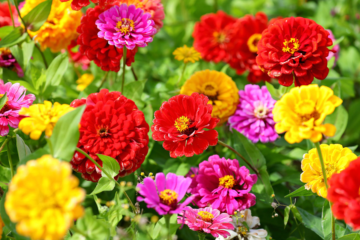 暑さに強い夏の花！30選と花言葉の画像15