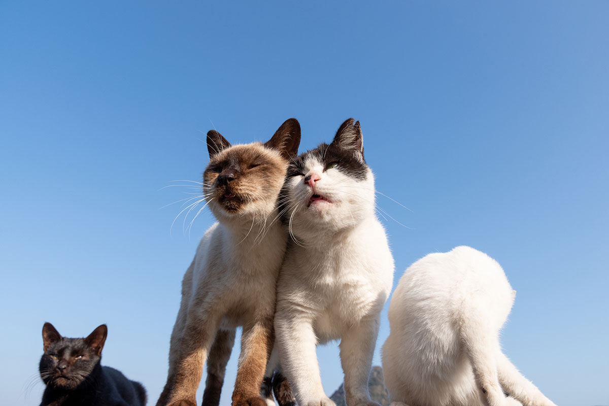 日本猫の種類や特徴、性格を解説!日本猫の迎え方を知って愛猫を飼おう|ニフティ不動産