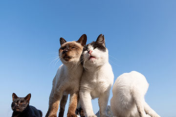 日本猫の種類や特徴、性格について解説！入手方法や迎え方についても紹介