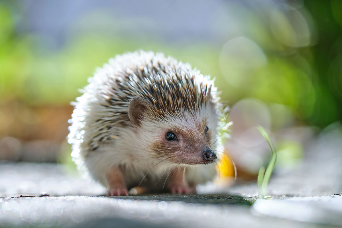 【ハリネズミの飼い方まとめ】寿命、飼育に必要なもの、値段について解説|ニフティ不動産