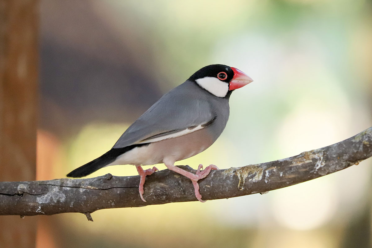文鳥ってどんな鳥？種類や飼い方、寿命、値段、手乗り文鳥に育てるコツを解説｜ニフティ不動産