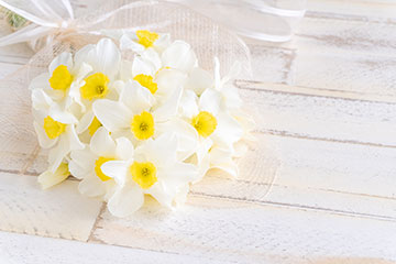 白い花の名前を春夏秋冬ごとに紹介！花言葉や育て方も解説