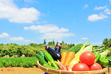 夏野菜10選！夏に美味しい野菜の種類と栄養素、定番のおすすめレシピも！