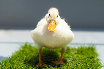 コールダックの飼い方は？値段や寿命、なつくかどうかや注意点も解説！