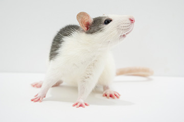 ファンシーラットの飼い方まとめ！値段や寿命は？後悔しないための注意点も解説