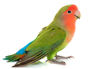 コザクラインコの平均寿命は10〜15年！長生きさせる飼い方のポイントを解説