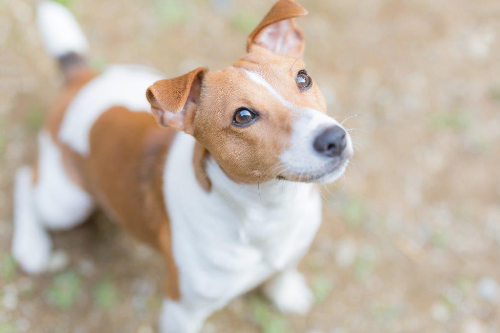 癒し画像が大量 犬 猫 うさぎなどペットや小動物の写真で疲れた心