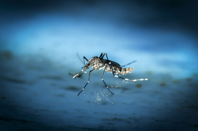 なぜワンプッシュ系スプレーが効くのか。蚊の行動と潜伏場所