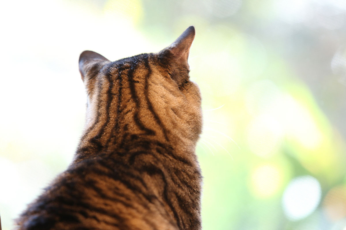 日本猫の種類や特徴、性格について解説！入手方法や迎え方についても紹介の画像02