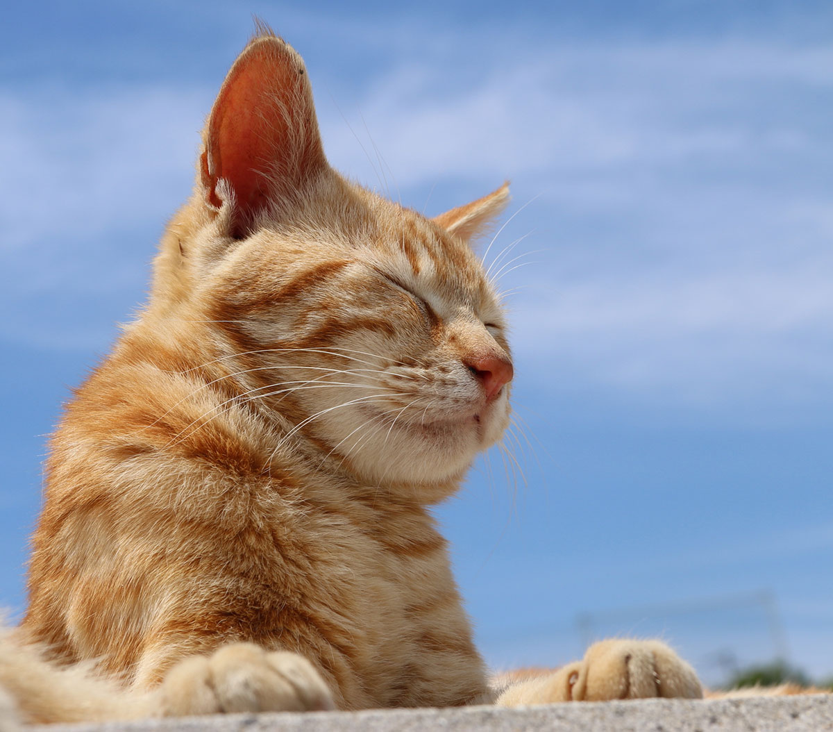 日本猫の種類や特徴、性格について解説！入手方法や迎え方についても紹介の画像03