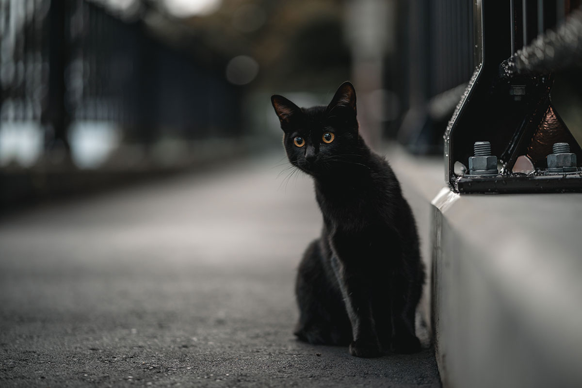 日本猫の種類や特徴、性格について解説！入手方法や迎え方についても紹介の画像04