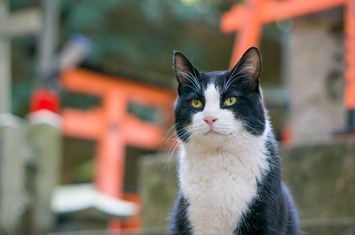 日本猫の種類や特徴、性格について解説！入手方法や迎え方についても紹介の画像08