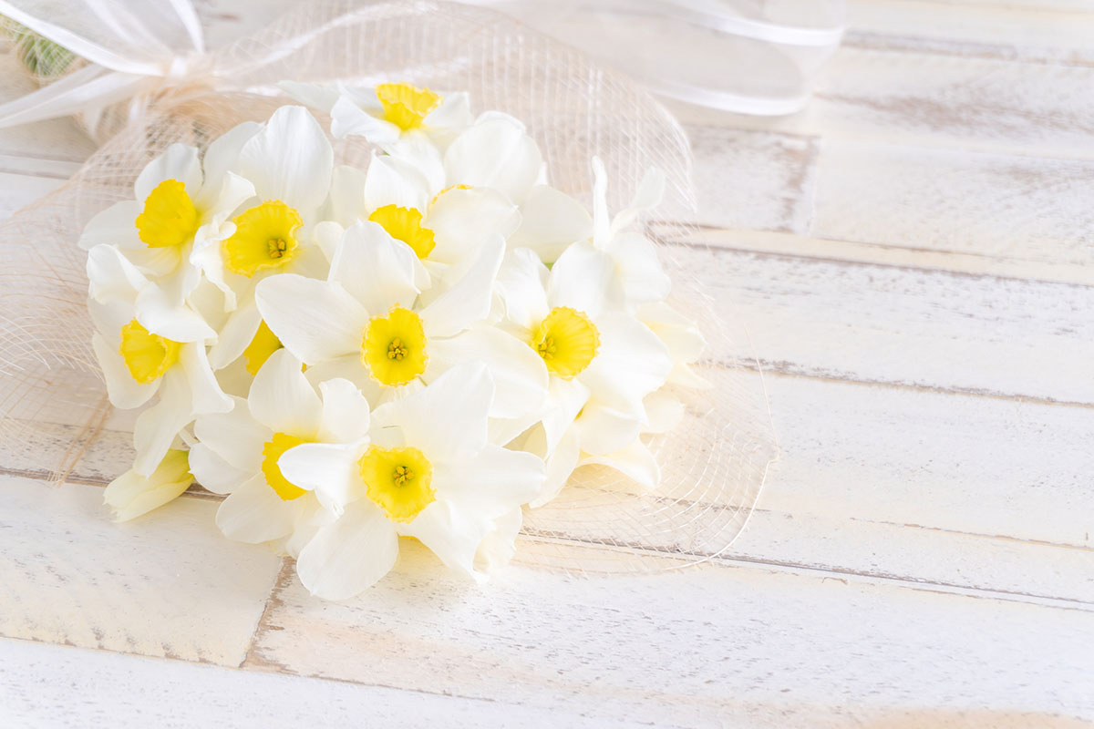 白い花の名前を春夏秋冬ごとに紹介！花言葉や育て方も解説の画像01