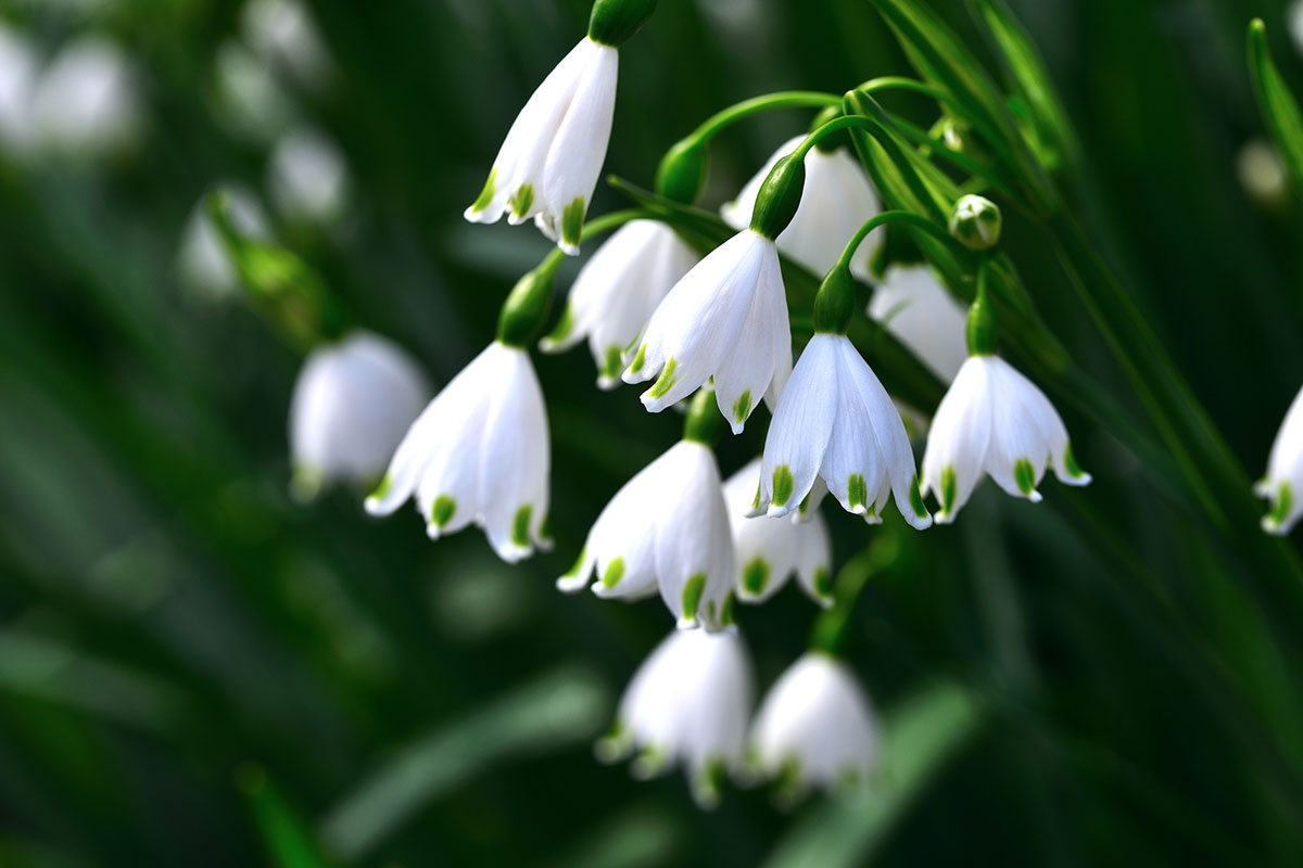 白い花の名前を春夏秋冬ごとに紹介！花言葉や育て方も解説の画像02