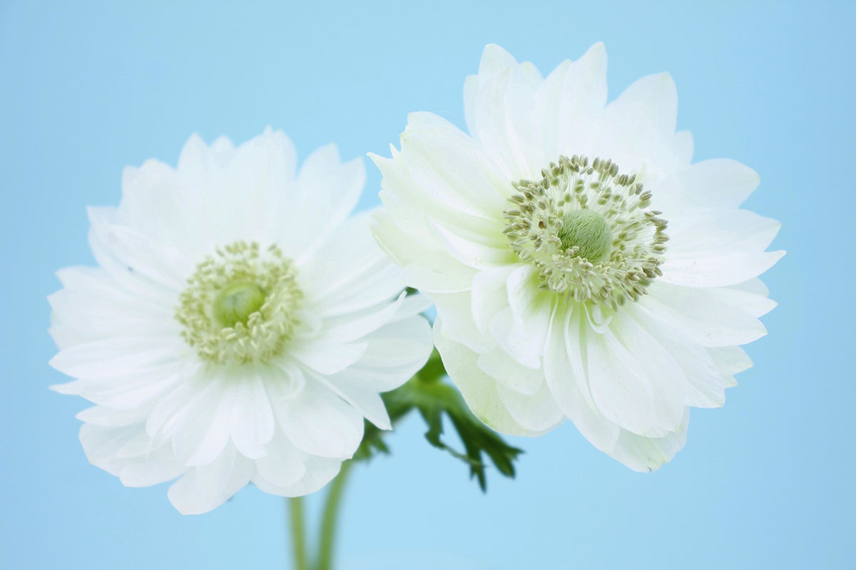 白い花の名前を春夏秋冬ごとに紹介！花言葉や育て方も解説の画像03