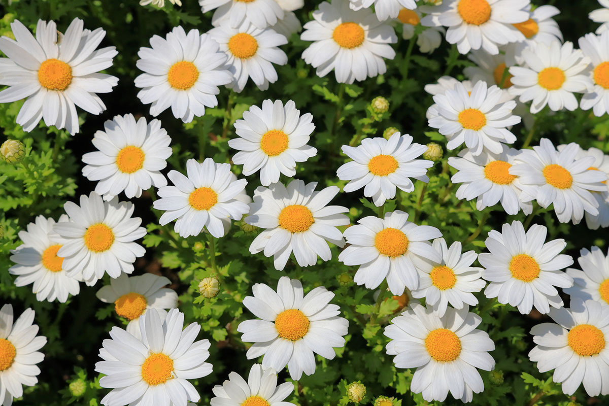 白い花の名前を春夏秋冬ごとに紹介！花言葉や育て方も解説の画像04