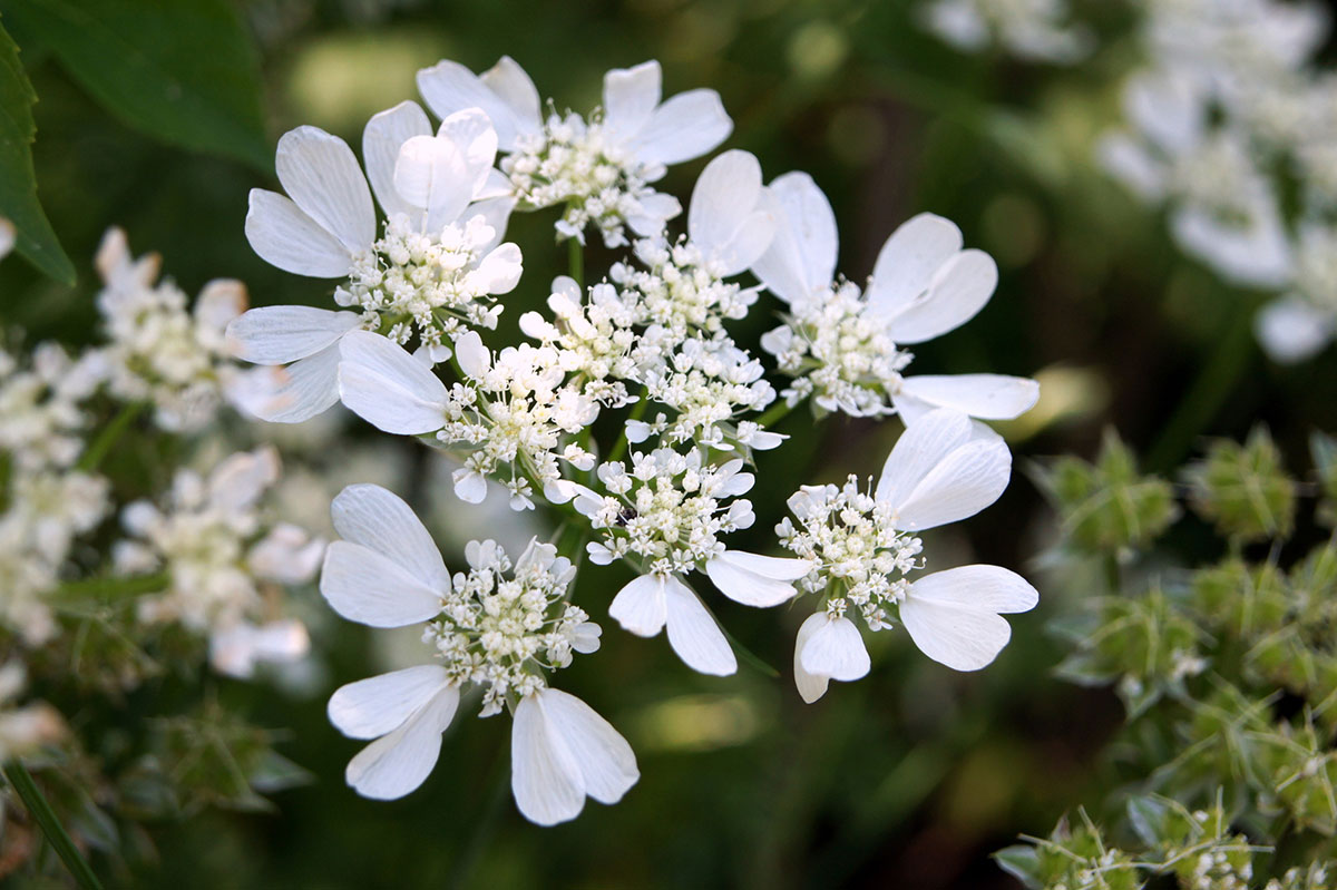 白い花の名前を春夏秋冬ごとに紹介！花言葉や育て方も解説の画像05