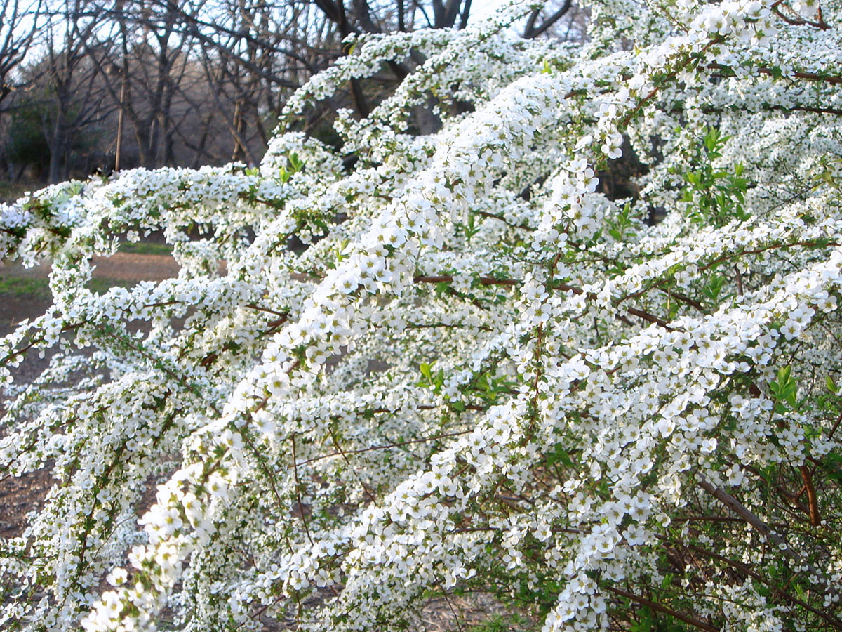 白い花の名前を春夏秋冬ごとに紹介！花言葉や育て方も解説の画像07