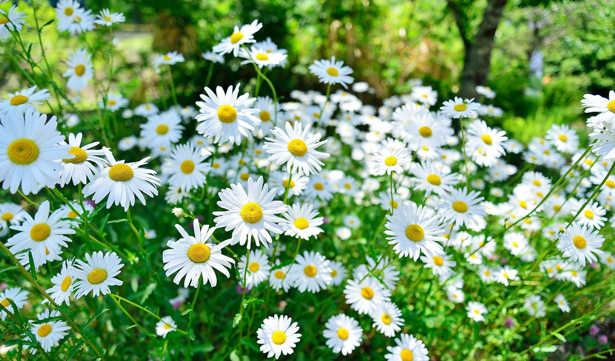 白い花の名前を春夏秋冬ごとに紹介！花言葉や育て方も解説の画像08
