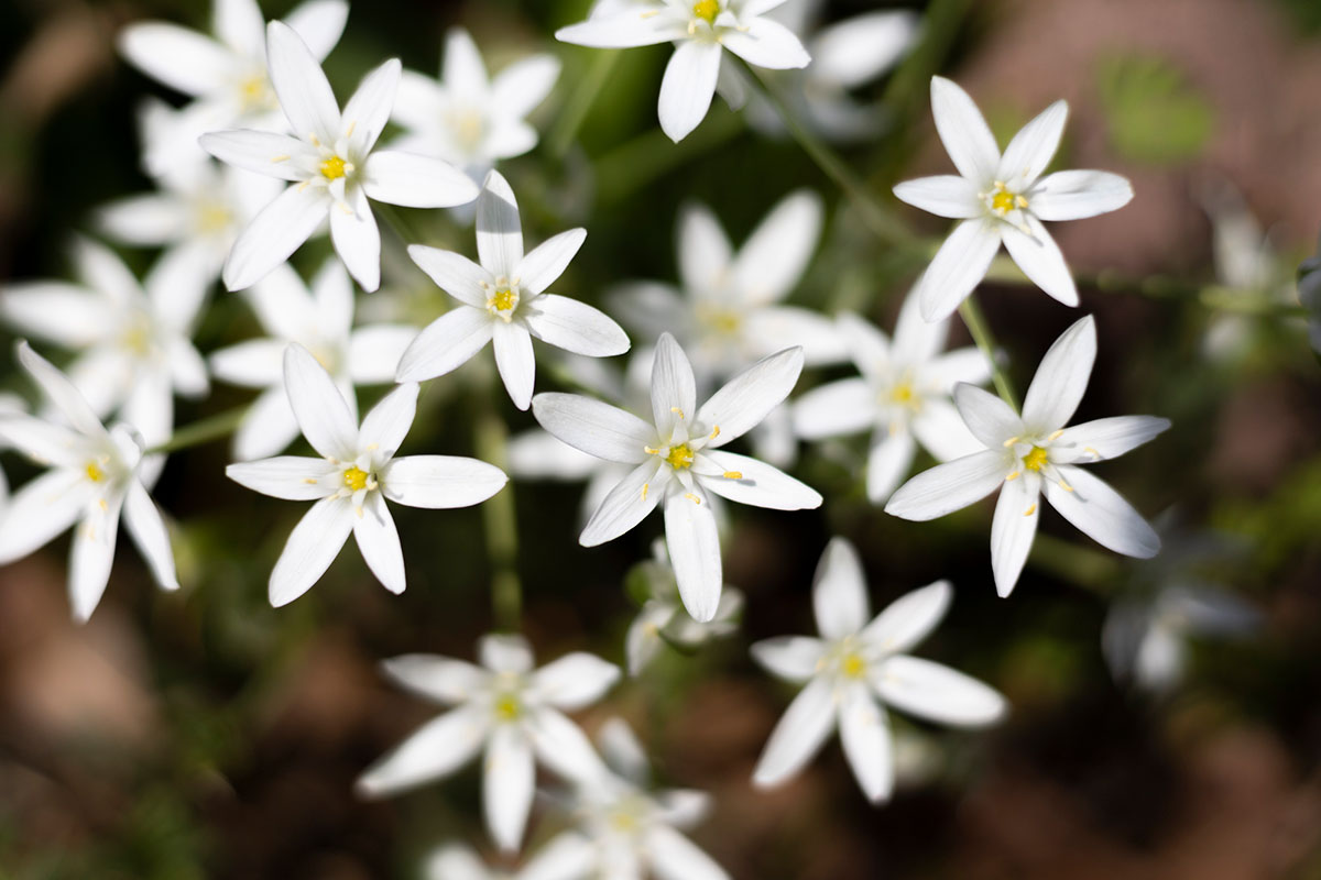 白い花の名前を春夏秋冬ごとに紹介！花言葉や育て方も解説の画像09
