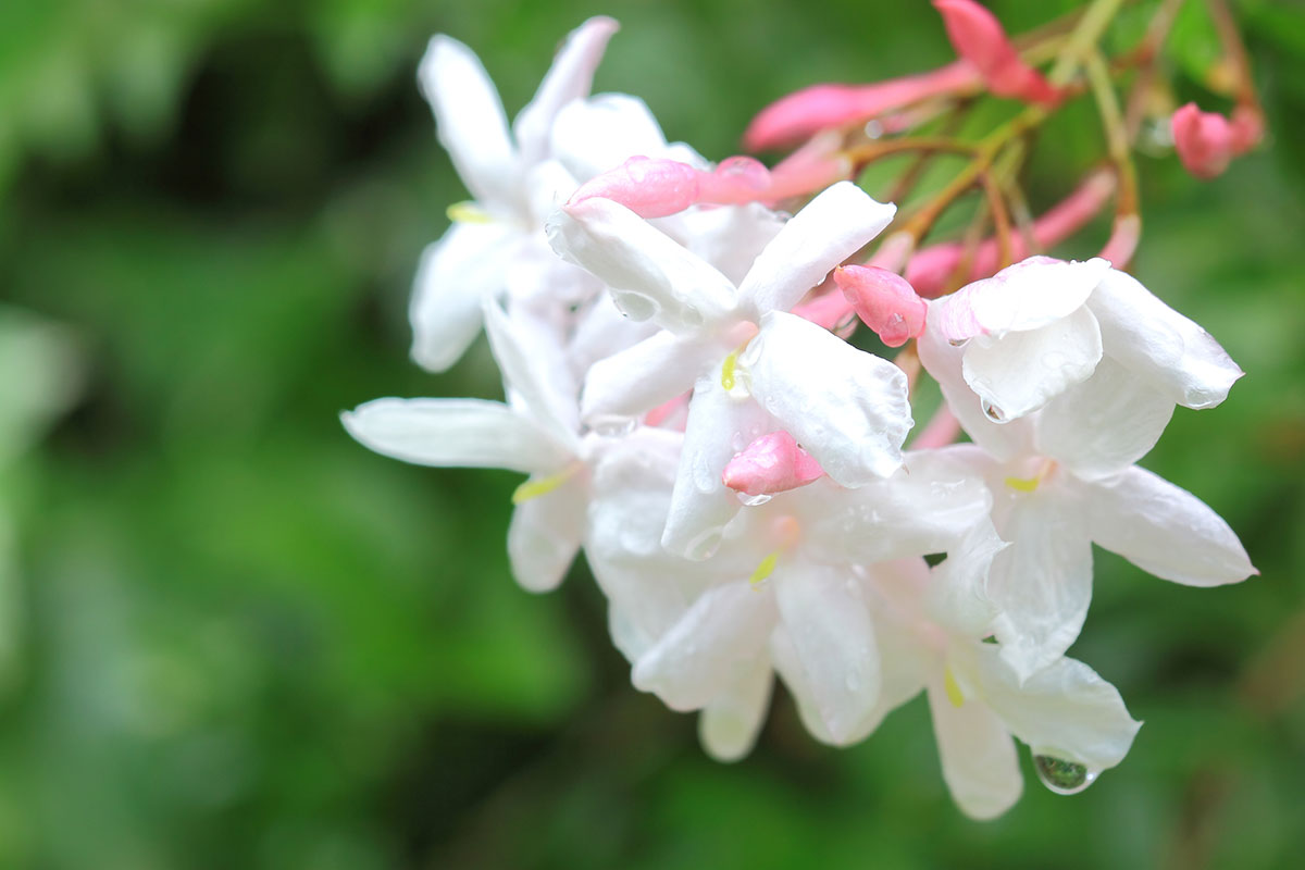 白い花の名前を春夏秋冬ごとに紹介！花言葉や育て方も解説の画像10