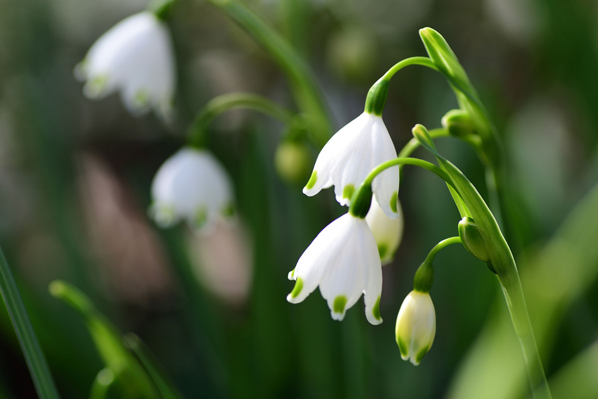白い花の名前を春夏秋冬ごとに紹介！花言葉や育て方も解説の画像11