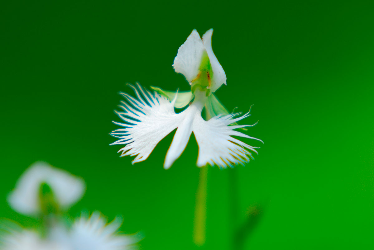 白い花の名前を春夏秋冬ごとに紹介！花言葉や育て方も解説の画像12