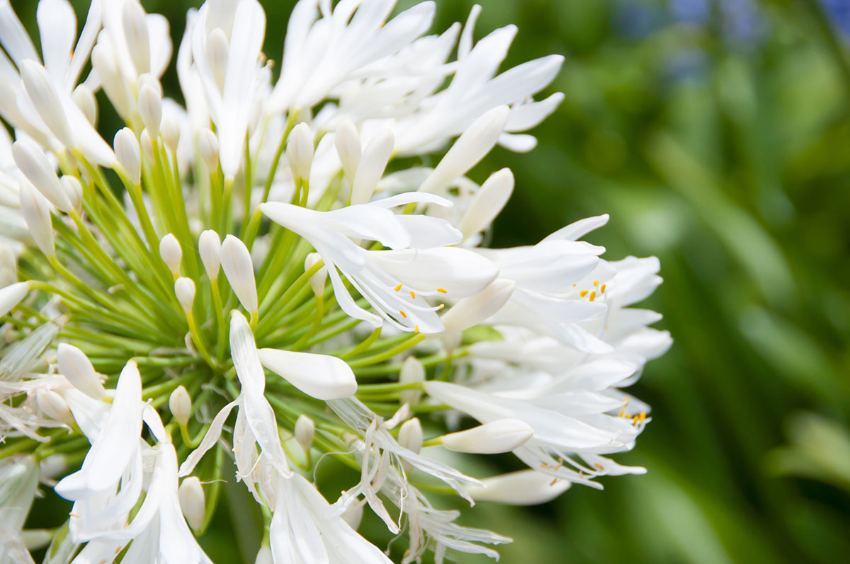 白い花の名前を春夏秋冬ごとに紹介！花言葉や育て方も解説の画像13