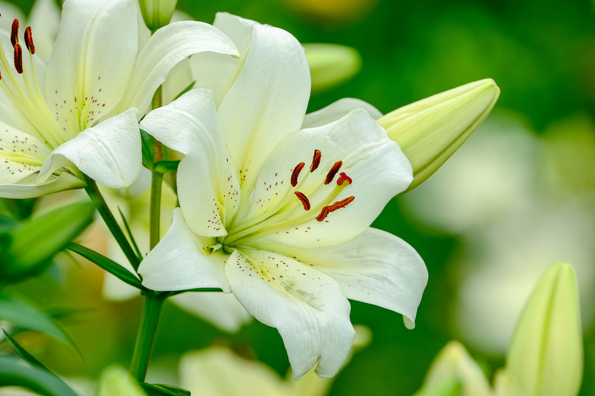 白い花の名前を春夏秋冬ごとに紹介！花言葉や育て方も解説の画像14