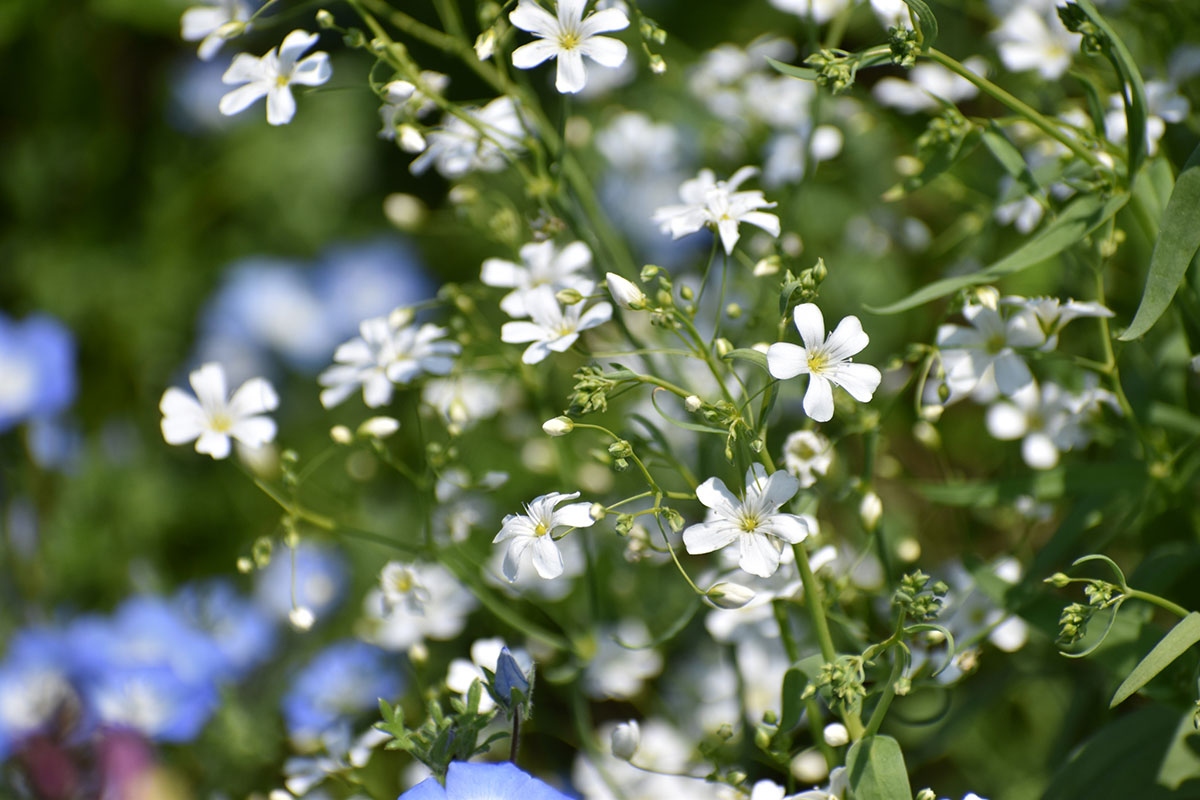 白い花の名前を春夏秋冬ごとに紹介！花言葉や育て方も解説の画像15