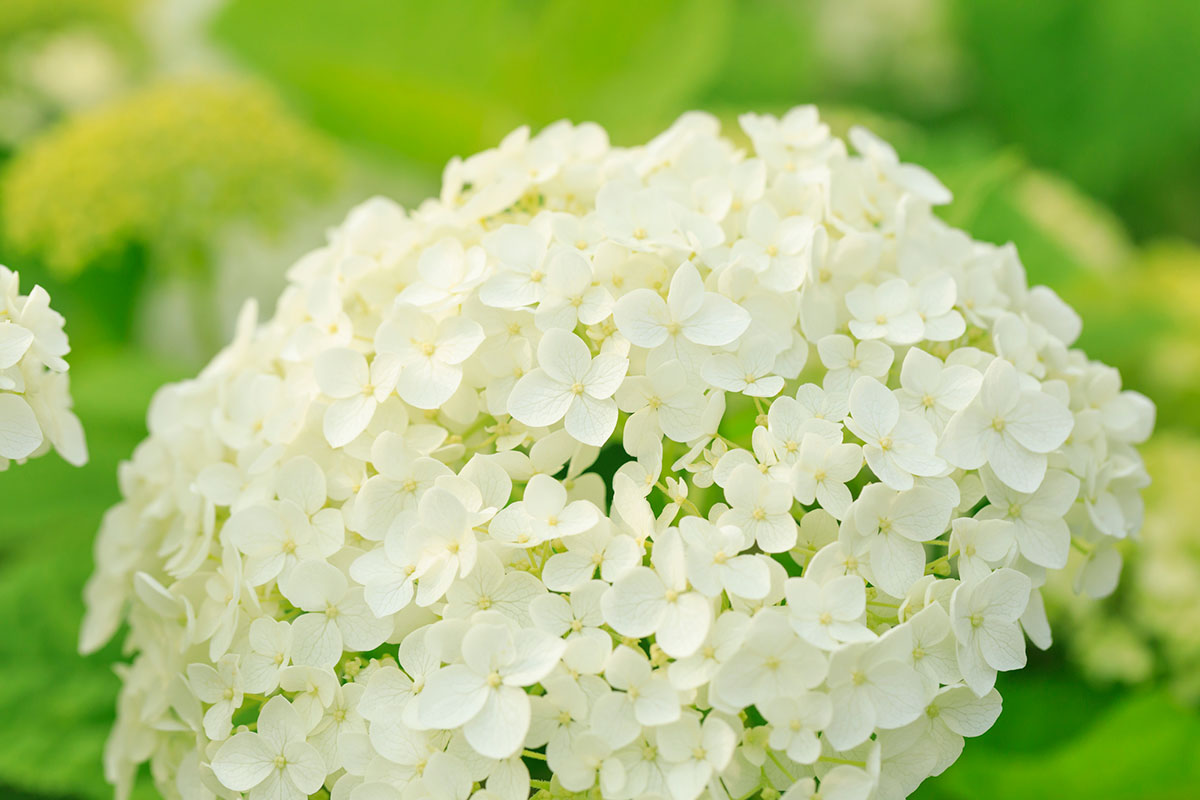 白い花の名前を春夏秋冬ごとに紹介！花言葉や育て方も解説の画像16