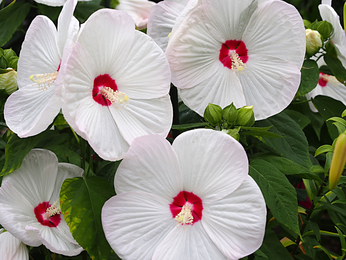 白い花の名前を春夏秋冬ごとに紹介！花言葉や育て方も解説の画像17