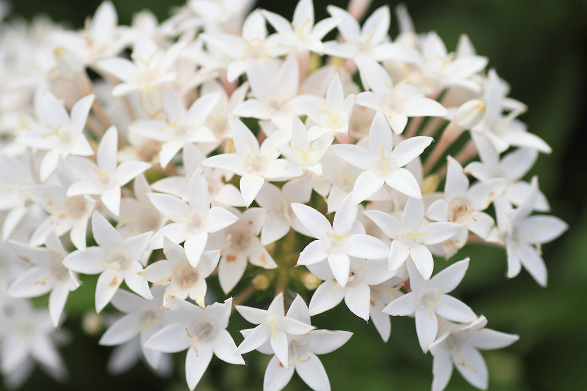 白い花の名前を春夏秋冬ごとに紹介！花言葉や育て方も解説の画像18