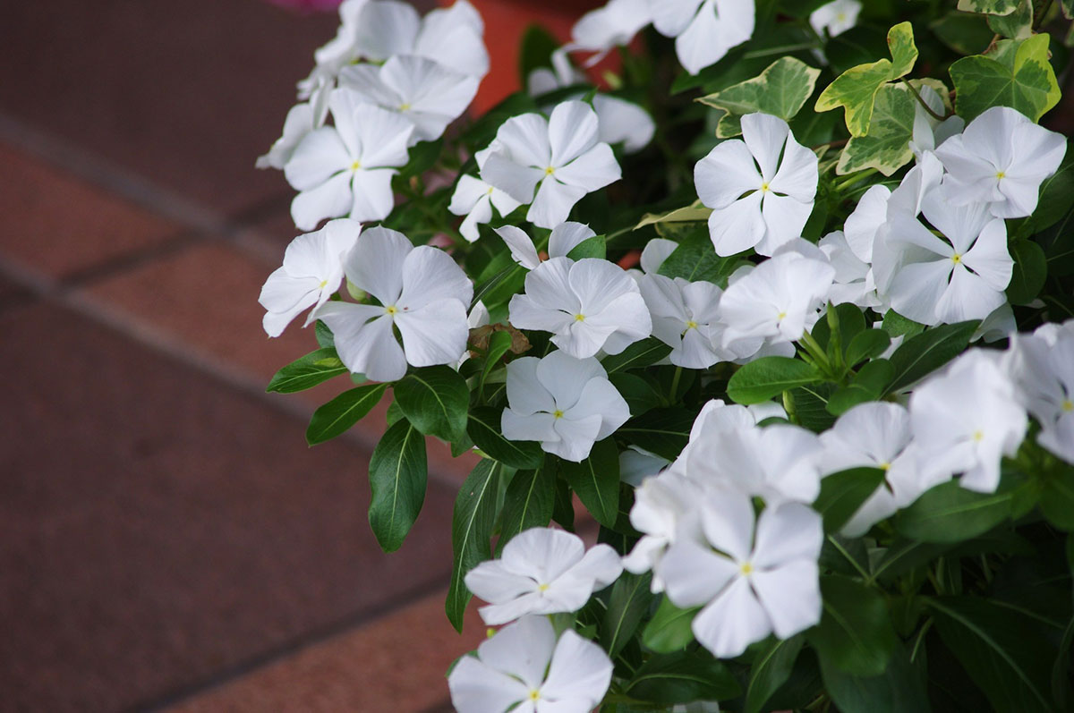 白い花の名前を春夏秋冬ごとに紹介！花言葉や育て方も解説の画像19