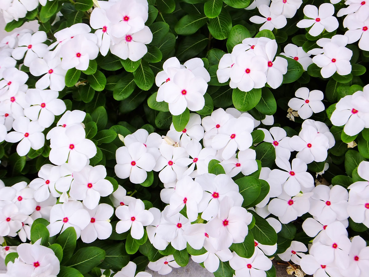 白い花の名前を春夏秋冬ごとに紹介！花言葉や育て方も解説の画像20