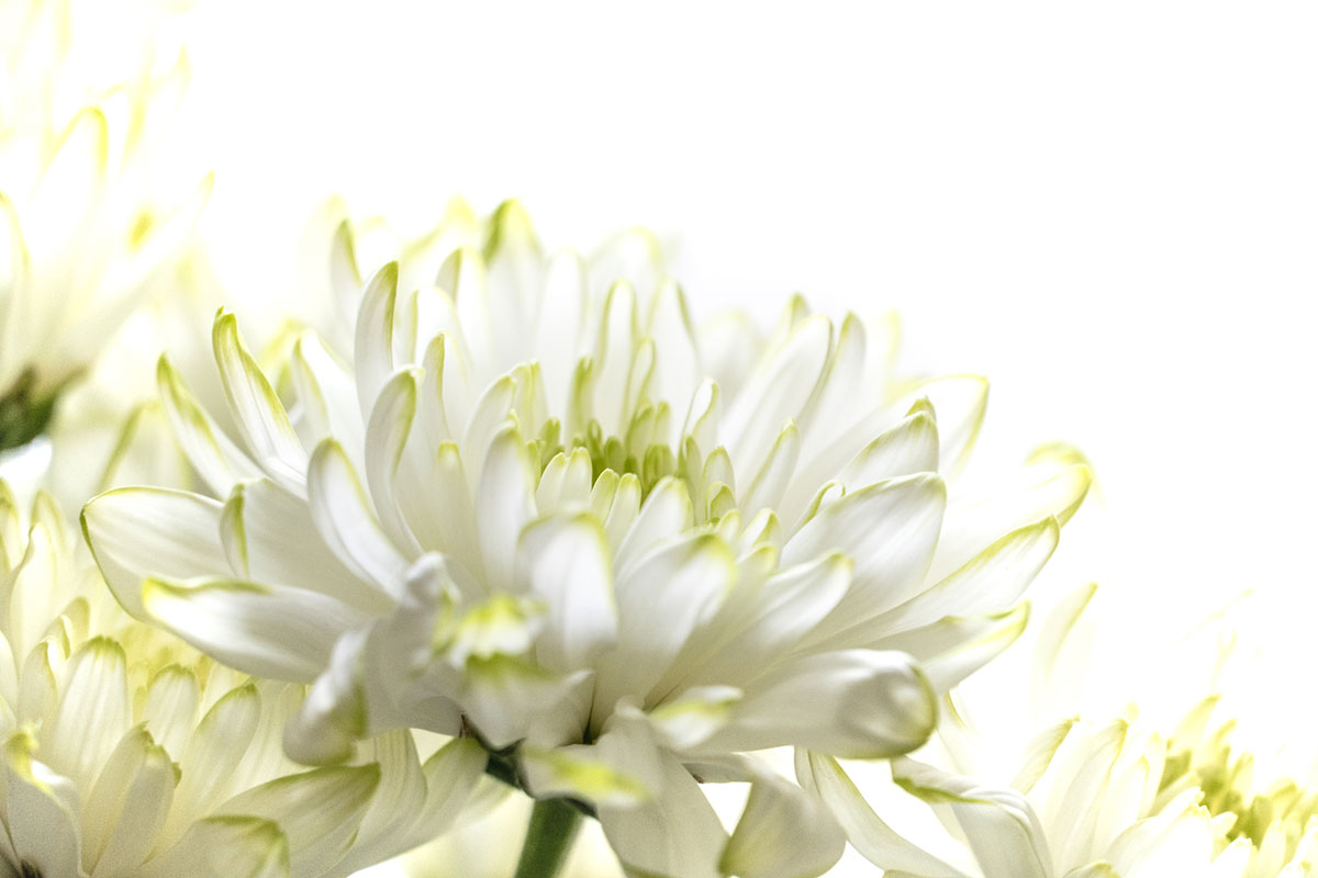 白い花の名前を春夏秋冬ごとに紹介！花言葉や育て方も解説の画像22