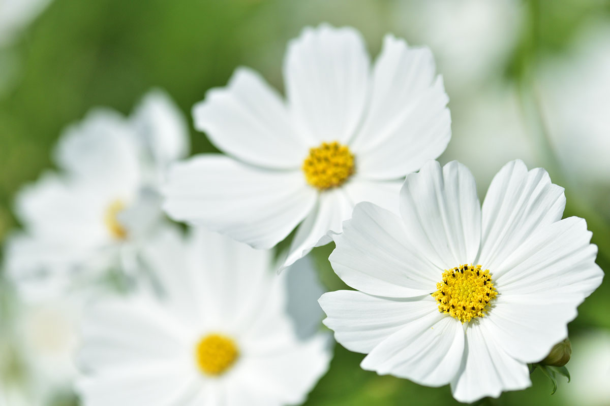 白い花の名前を春夏秋冬ごとに紹介！花言葉や育て方も解説の画像23