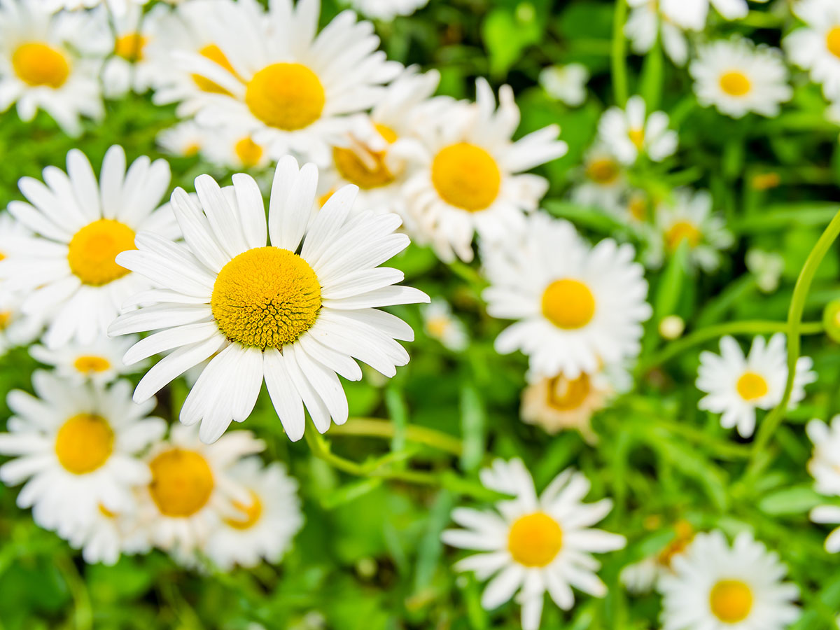 白い花の名前を春夏秋冬ごとに紹介！花言葉や育て方も解説の画像25