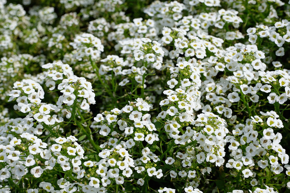 白い花の名前を春夏秋冬ごとに紹介！花言葉や育て方も解説の画像26