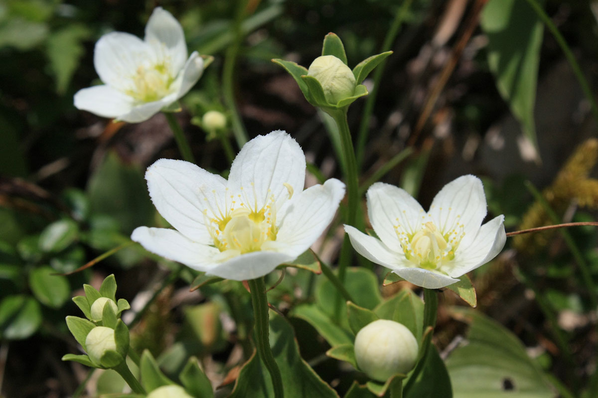 白い花の名前を春夏秋冬ごとに紹介！花言葉や育て方も解説の画像27