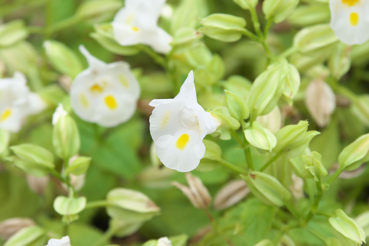 白い花の名前を春夏秋冬ごとに紹介！花言葉や育て方も解説の画像28
