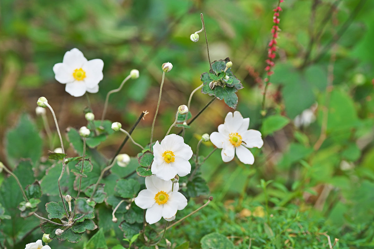 白い花の名前を春夏秋冬ごとに紹介！花言葉や育て方も解説の画像29