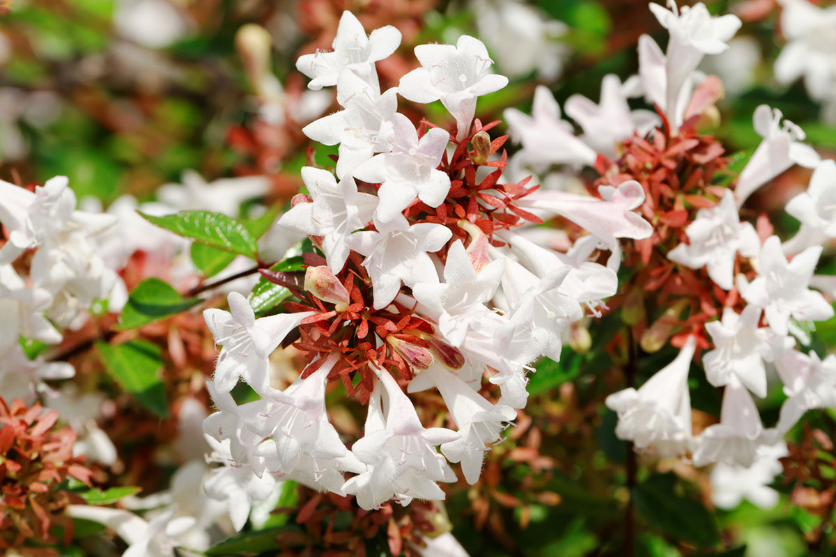 白い花の名前を春夏秋冬ごとに紹介！花言葉や育て方も解説の画像30