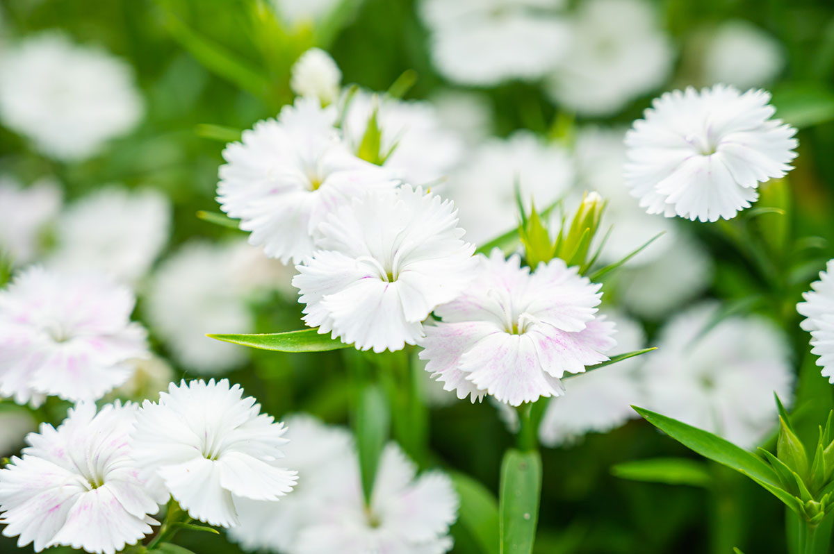 白い花の名前を春夏秋冬ごとに紹介！花言葉や育て方も解説の画像31