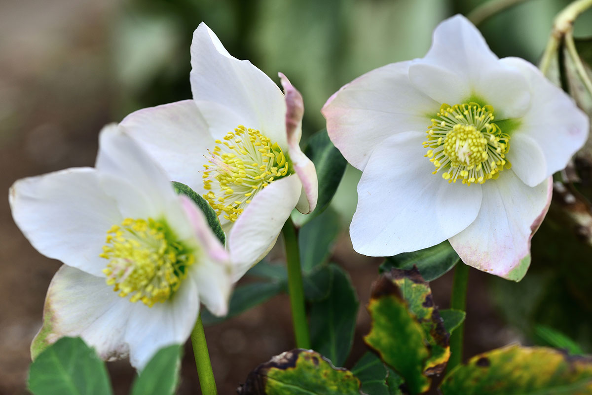 白い花の名前を春夏秋冬ごとに紹介！花言葉や育て方も解説の画像32
