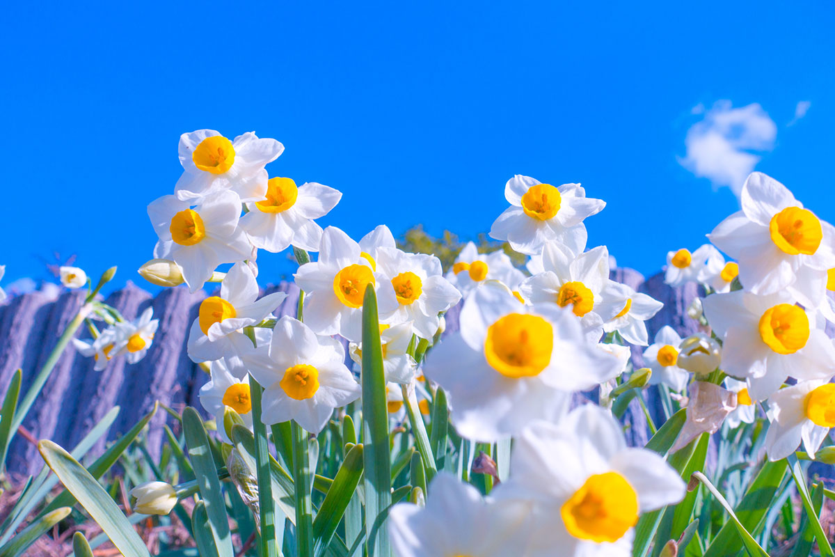 白い花の名前を春夏秋冬ごとに紹介！花言葉や育て方も解説の画像33