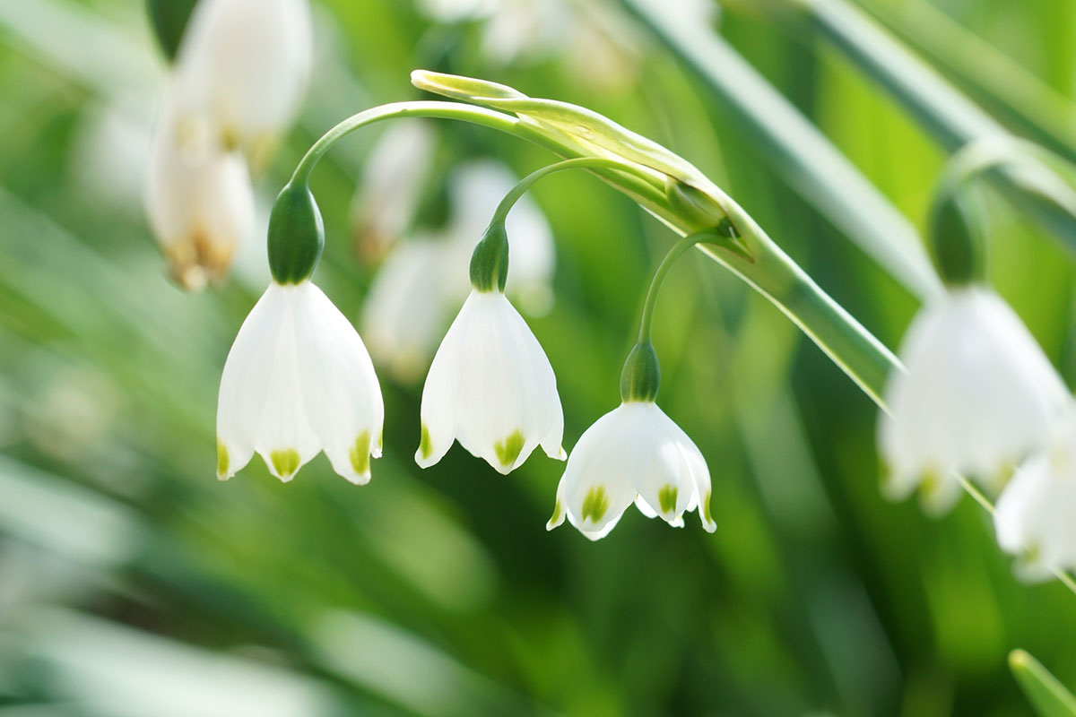 白い花の名前を春夏秋冬ごとに紹介！花言葉や育て方も解説の画像34
