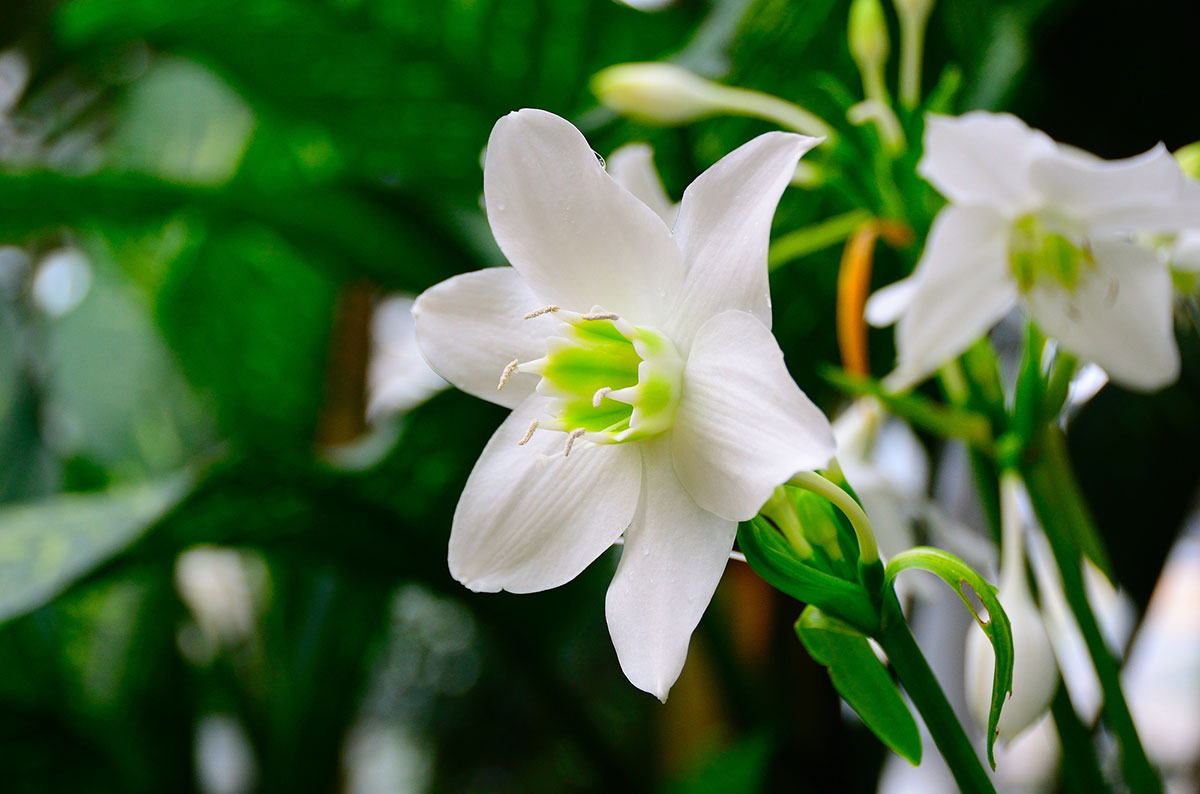 白い花の名前を春夏秋冬ごとに紹介！花言葉や育て方も解説の画像35