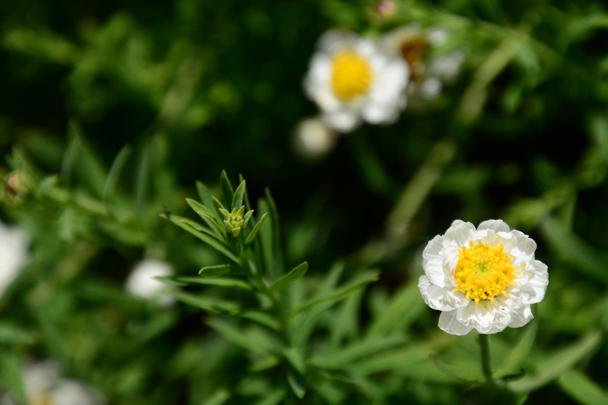 白い花の名前を春夏秋冬ごとに紹介！花言葉や育て方も解説の画像37
